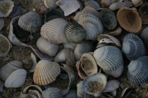 A variety of seashells scattered on a sandy beach, highlighting natural textures and marine life.