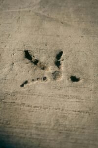 Detailed view of a chicken footprint on a sandy surface captured outdoors.